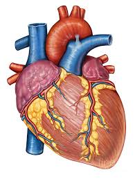 Circulatory/Respiratory System